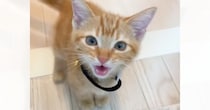 『ニャアーーーーー』と全力で鳴いてきた子猫→思わず笑ってしまった次の瞬間…「心臓バックバクになった」「可愛すぎて真剣に声出た」と36万再生