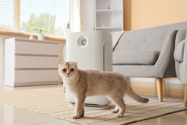 空気清浄機の前で佇む猫