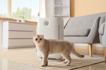 猫がいる部屋に『空気清浄機』を設置するときの注意点3選　選び方は？安全に使うには？