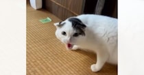なぜか実家の猫に嫌われて…帰るときに『窓』を見てみたら→まさかの光景が113万再生「凄い目でｗ」「ライバルだと思われてる説ｗ」と爆笑の声