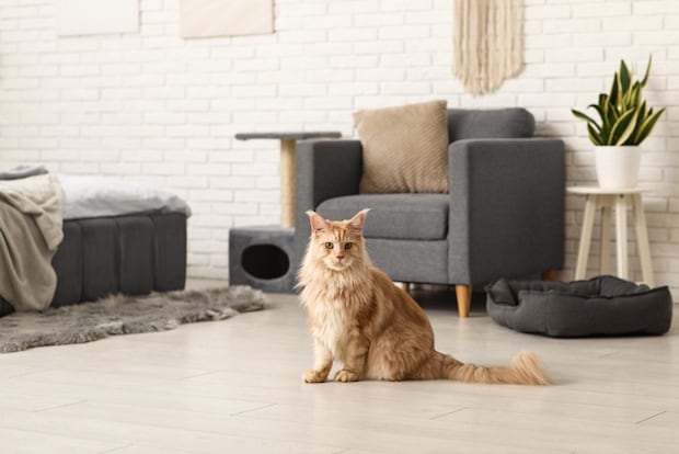 来客を観察する猫