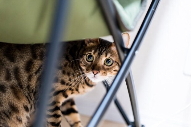 ペットシッターにドキドキする猫