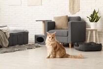 留守中、『猫を預ける』ならどの方法がいい？つの預け方、それぞれのメリット・デメリット