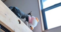『ぬいぐるみを頑張って運ぶ猫』を見守っていたら…ちょっぴり切ない瞬間が39万再生「あっ、て声出た」「持っていきたかったのがわかるｗ」