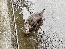 大雨の日、母親に置き去りにされた『ボロボロの子猫』を保護→出会いから４年が経つと…現在の様子に感動「本当にありがとう」「幸せだね」