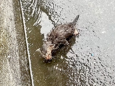 大雨の日、母親に置き去りにされた『ボロボロの子猫』を保護→出会いから４年が経つと…現在の様子に感動「本当にありがとう」「幸せだね」