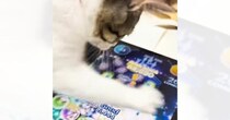 猫にツムツムをやらせてみたら…想像をはるかに超えてくる『驚愕の天才プレイ』が177万再生「俺よりも上手いのかよ」「プロゲーマーかなｗ」