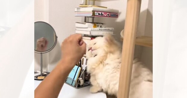 短いおてての猫が飼い主さんに『反撃』した結果…あまりにも可愛すぎる『パンチの瞬間』が73万再生「心打たれた」「破壊力は抜群」と悶絶の声