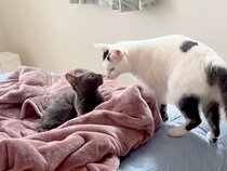 両親の旅行中、娘が５匹のネコと留守番することに→『寂しがるかな』と思ったら…素敵すぎる『意外な展開』が話題「貴重なドアップありがとう」