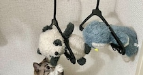 ねこのお友達のぬいぐるみを洗って干していたら…とんでもなく『愛おしすぎる瞬間』に６万いいね「今助けましゅ！」「めちゃくちゃ可愛い」