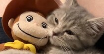 ぬいぐるみを抱えたまま『寝落ちしそうな子猫』を見ていると…微笑まずにはいられない『尊すぎる瞬間』が52万再生「世界一可愛い」「癒された」