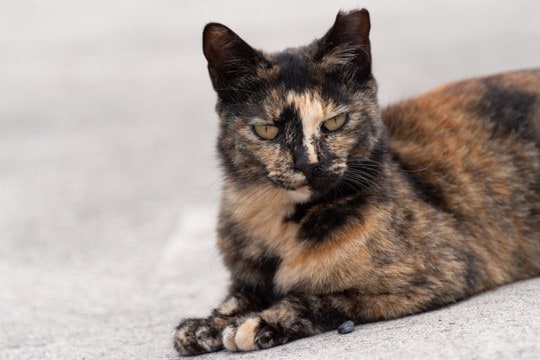 オス猫・メス猫別『レア毛色』3選 どうしてあまり見られないのか、その理由もご紹介