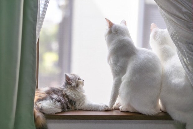 窓の外を眺める猫たち