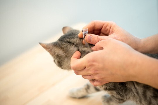 室内飼育の猫にも『寄生虫予防』は必要？したほうがいい3つの理由