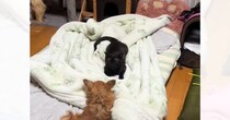 犬の前にいた黒猫→ズームしてよーく見たら…まるでキスしているかのような『衝撃の表情』が50万再生「黒だからバレないと思ってる」「爆笑」