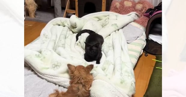 犬の前にいた黒猫→ズームしてよーく見たら…まるでキスしているかのような『衝撃の表情』が50万再生「黒だからバレないと思ってる」「爆笑」