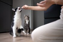 猫の世界でも相手と『譲り合う』ことがある？遊びやごはん…猫たちが一歩引くタイミングやその理由