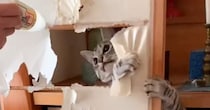 障子の張り替えをしていたら……様子を見にやってきた『猫の行動』に爆笑する人が続出「お手伝いｗｗ」「めちゃくちゃ笑った」と15万再生