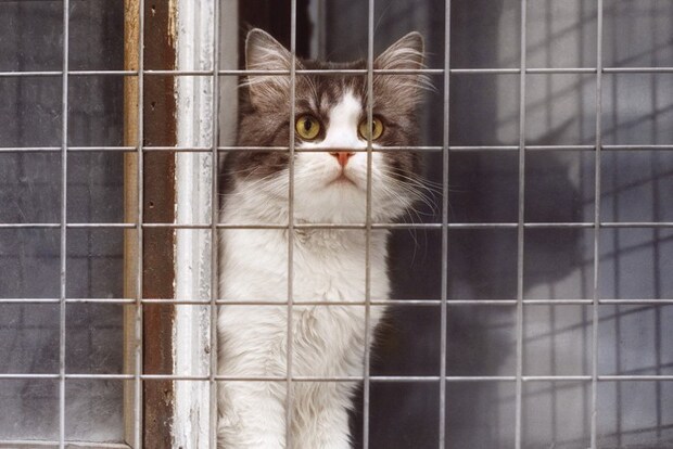 ワイヤーネットがついた窓から外を見る猫