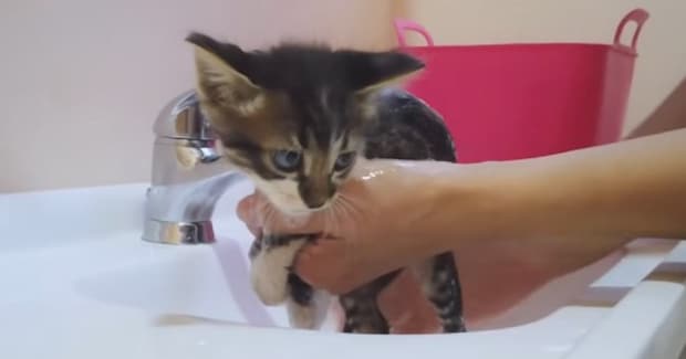 お湯が真っ黒になるほど汚れていた『ノミだらけの子猫』を家族に迎えて５年…成長の軌跡と『現在の様子』に感動「すごく素敵」「美しい物語」