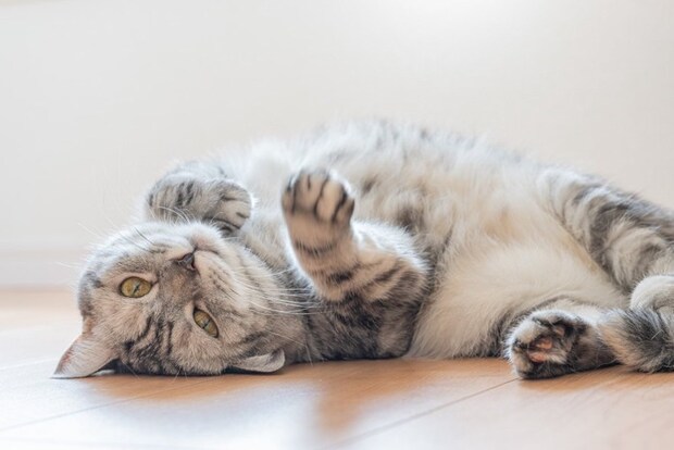 ゴロゴロする猫