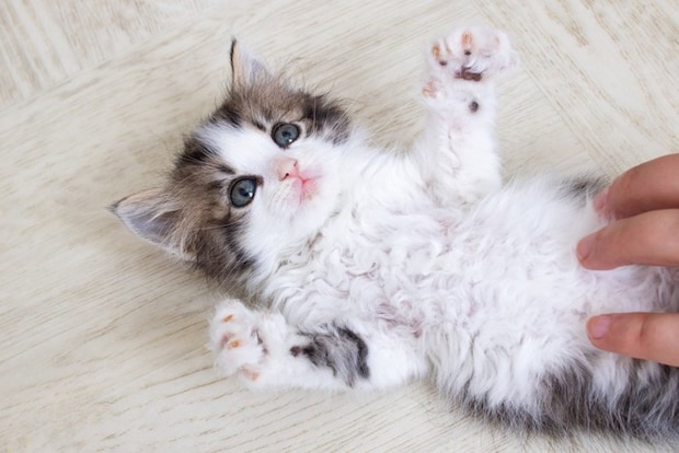 子猫をナデナデ