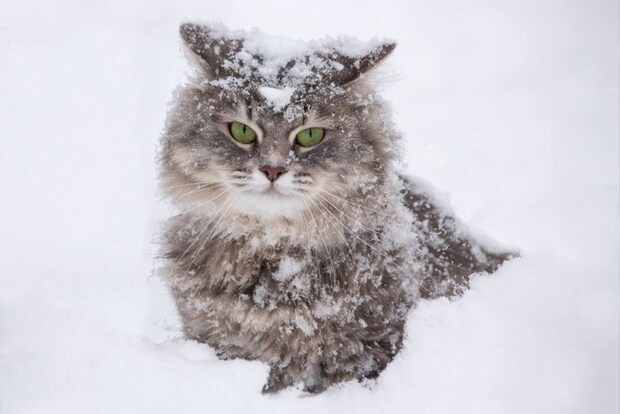 雪の中にたたずむ猫
