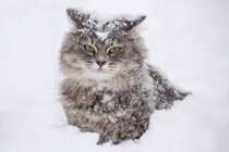 まさに『スーパーヒーロー・キャット！』人間の命を救った英雄猫たち