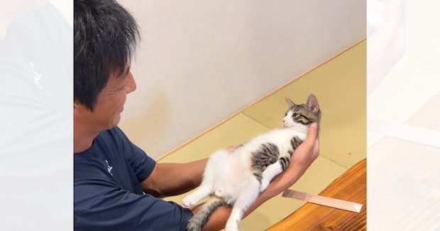 旦那が子猫のことを抱っこすると……思わず笑顔になる『可愛すぎる光景』が250万再生「手のひらから何か出てるのかな」「ニヤニヤが止まらん」