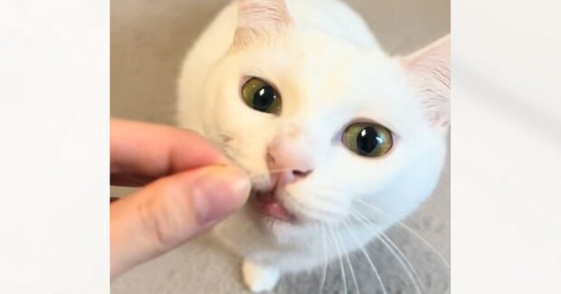 白と黒で色が正反対な『双子の猫』→2匹に『ヒゲ』を近づけてみると…まさかの反応が可愛すぎると117万再生「3万回リピートした」「たまらん」