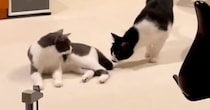 妹に怒られてしまった兄猫→突然のことに驚きすぎて…あまりにも『ビビりすぎな反応』に笑っちゃう人が続出「コントみたいｗ」「可愛すぎｗ」