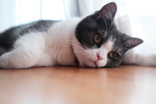 猫をぐったりと疲れさせてしまう『悪い飼育環境』の特徴4選　猫にはストレスフルな状況とは