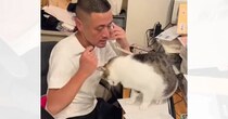 仕事相手と電話中の男性→かまってほしい保護猫が、ヒザに手を伸ばして…絶対に無視できない『健気な行動』が265万再生「可愛いネコハラ」