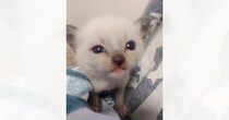『こんなにも白かった保護子猫』が、７年後…面影がなさすぎる『衝撃ビフォーアフター』に「すっごく綺麗でカッコイイ」「大変身」と２万いいね