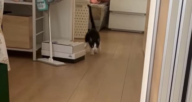 少し離れたところにいた猫に『おいで』と声をかけたら…気付いた瞬間の『可愛い行動』に癒される人が続出「うれしかったんだねｗ」「良かったねぇ」