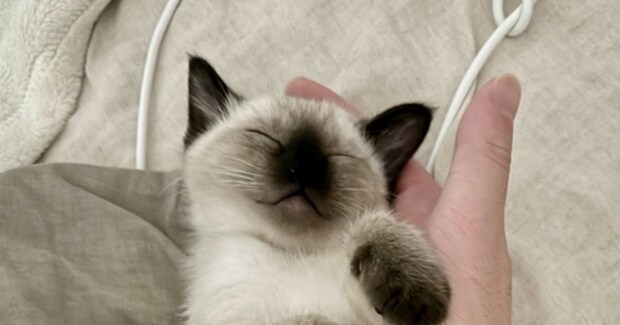 「可愛すぎて気絶した」すやすやと眠る子猫を見たら…エビフライそっくりな『まさかのポーズ』に12万いいねの大反響「エビフライの赤ちゃんｗ」