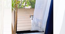 『雨宿りをしていた野良猫』と仲良くなっていって…家の中に入りたがるのでいれてみた結果→心温まる光景が65万再生「前世からの繋がりかも」