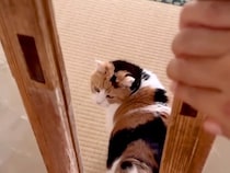 昼寝から起きたネコに連れて行かれたのは、階段を降りた先の部屋で…絶対に断れない『まさかのお誘い』に「棚になりたい」「甘え上手」と反響