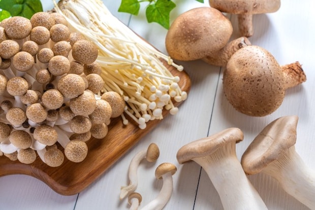 色々な種類のきのこ