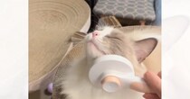 気持ちよさそうにブラッシングされる猫→『急にやめてみる』と…まさかの反応が可愛すぎると222万再生「待ってるｗ」「誤魔化し方がｗ」