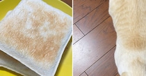 トーストを見ていたら、似ているなと思って…猫のことを上から見てみると→そっくりすぎる模様に２万いいね「ちょうど美味しそうな焦げ具合」