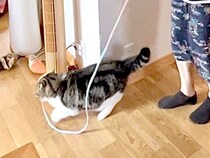 家の中を歩き回るネコ→くわえたヒモの先にはパパがいて…どう見ても『立場が逆転した光景』が34万表示「中腰な感じがｗｗｗ」「下僕の鑑」