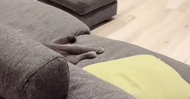 ソファでくつろいでいる猫の様子を見たら…つい笑ってしまう『衝撃のポーズ』が10万再生「テレビつけたのも猫？ｗ」「おっさんいるｗ」と爆笑の声