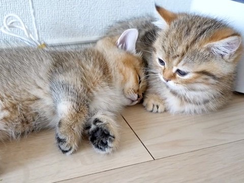 まだ毛がパヤパヤの子猫たち→眠たくなるとくっついて…あまりにも『尊い光景』に悶絶「なかよしこよししか勝たんというやつ」「愛らしい」