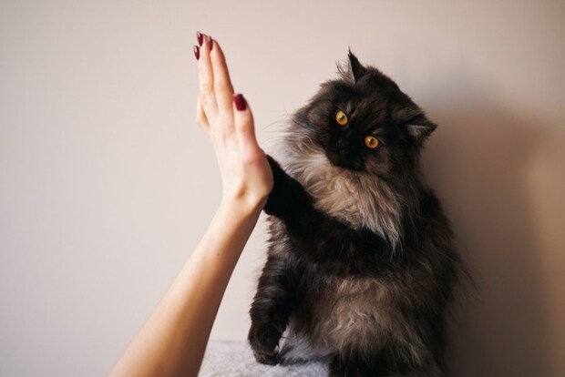 人間とハイタッチする猫