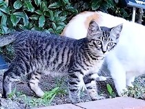 駐車場の近くで生活していた子猫→『事故にあったら危ない』と保護した結果…心あたたまる『素敵な展開』に感動「賢い子だね」「幸せ確定」