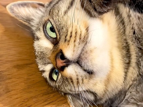 作業をしようとしたら、3匹の猫が順番にやってきて…甘えたくて見せた『まさかの行動』が話題「お互いに溺愛しあってる」「ドアップかわよ」