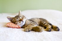 猫が一緒に寝てくれない6つの理由と一緒に寝る方法