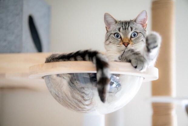 キャットタワーでくつろぐ猫
