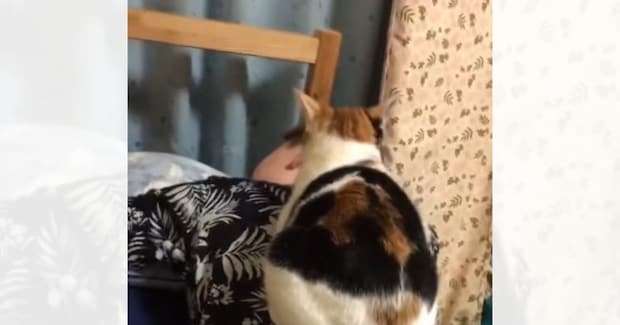 自分から乗ってきたくせに…男性が動くと→猫が見せたとんでもなく理不尽な行動に"大爆笑"149万再生「本当に面白い」「理不尽の極みw」